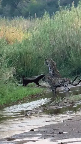 Honey Badger walks off like a boss after defeating 3 leopards! 🤯