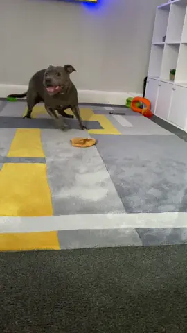 Zoomie reel to start the week 😜🌪️🌪️ #foryourpages #raversoftiktok #zoomies #zoommyface #zoomiesfordays #fy #fyp #fypage #fypシ 