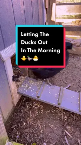 Letting the ducks and ducklings out in the morning #ducks #ducksoftiktok #ducklings #homestead #homesteading #homegrown #grow #cute #cutebaby #homesteadtiktok #gardentok #homesteadlife #duckeggs #duckegg 