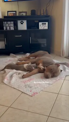 When the Kids want to Play,  It's Time to Play 😂 Bubba Johnson and his Daughter,  Ocean 😊 🐾🐾 We Don't Find Homes for new Dogs...We Match Perfect Homes for Perfect Pups 😊 www.Burlesonbullies.com 🐾🐾 #BurlesonBullies #GotTex #FckSloppy @dogmandave 
