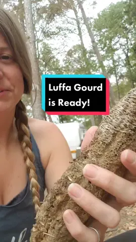 Picking the first luffa gourd. #positivevibes #earthella #luffa #luffagourd #garden #homesteading #selfsufficientliving #luffasponge #luffasoap #earthella #Arkansas ##foryou#tik 