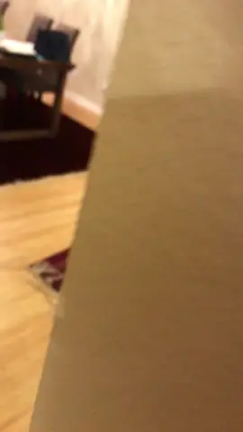 When playing peekaboo gets a little intense #catsoftiktok #chichi #pet 