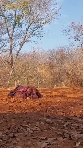 An adrenaline-filled activity that always get methsheby 🦁⚡ 🙆‍♂️ #lionworld #reelsinstagram #feastofthebeasts #naturereel #animalreels #naturereels #wildlifereel #animalreel #wildlifereels #naturereelsvideo #reelsinstagram #lions #lionconservation #conservation #lionsofafrica_ #victoriafalls #zim #zimbabwe #victoriafallszimbabwe #tiktoktrend #fpy_tiktok_viral #fpy 