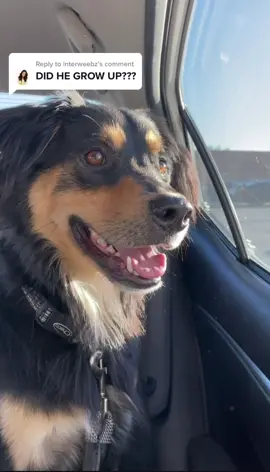 Replying to @interweebz  he will be 4 next month ❤️