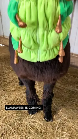 LLAMAWEEN-Llamas in Wodnerland is coming October 29&30! Tickets on sale this Wednesday 10/12! #llamas  #alpaca #llamasinwonderland #absolem #aliceinwonderland #caterpillar #cosplay #wonderland #hallwoeen #costume #whoareyou #aeiou #madhatter #cheshirecat 