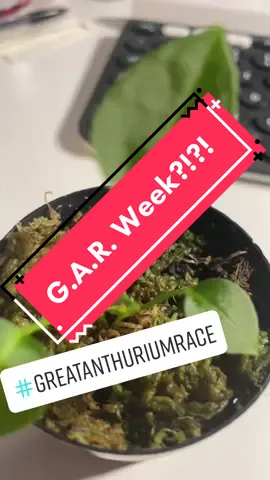 Week, I have no idea😬 4 leaves with a baby unfurling. #plants #greatanthuriumrace #newleaf #baby 