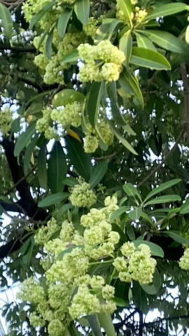 Hà Nội mùa này… mùa hoa sữa… 🍀❤️🌼🌸💜