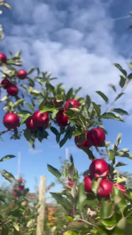 It’s apple season in NY & I love it. 🙂🍎 #nyapples #appleseason #applepicking 