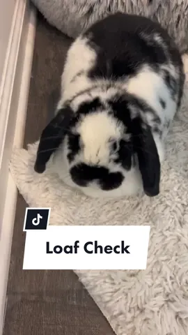Replying to @dynamaz 10/10 loaf 🍞 #loafcheck #bunnytok #rabbitsoftiktok #cutebunnies #bunmom #denzelandleo 