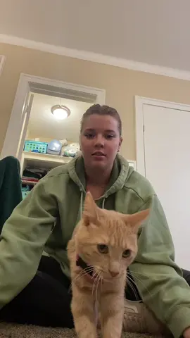 Drama runs in the family #fyp #catsoftiktok 