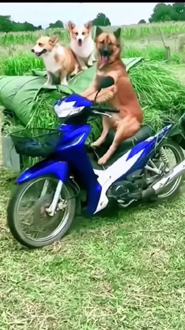 #dog #dogsoftiktok #dogs #doglover #cutedogs #pet #pets #petlover #petoftiktok #fyp #funny #funnyvideos #funnyoftiktok #viral 