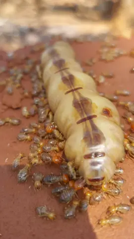 How workers took eggs from the Queen continously. Termite Queen produce about 30 000 eggs a day and they will develop into nypms then mature Termite in no time. If you have a problem of termites in your yard, you as well risk of property destruction. For free assessment around Harare call 0771 229 688 