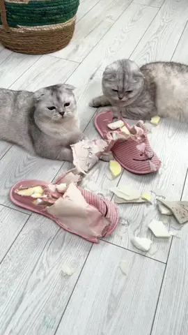 New Slippers made from my cats 😂 