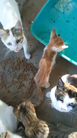 Turkish strays who are thin are not starving due to lack of food, it is almost always internal parasites / disease