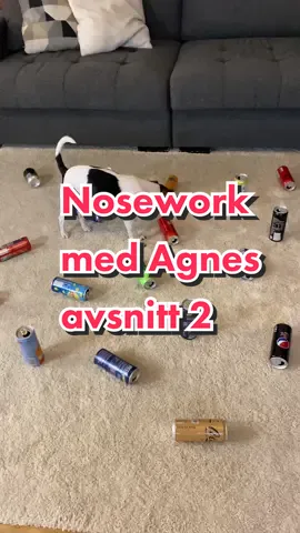 Avsnitt 2 🐕🌟 #noseworkmedagnes #nosework #hundarpåtiktok 