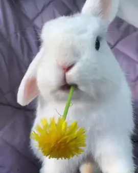 Rabbits eating flowers#Funnyrabbit #Funnyanimal
