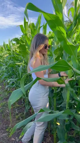 Quem aí também gosta de milho?? 🌽😋😍 #agro #agronomia #agro10brasil #agrogirl #agropecuaria #agroetop #agronegocio #agriculture #agricultura #lavoura #fazenda #roça #milho 