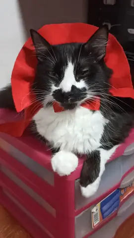 El Conde Catdrula #fantasmadelaopera #halloweencostume #tiktokcats #bafficat #funnycats #Halloween2022 