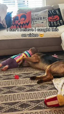 This is the purest thing I have ever seen. These two are a month apart in age and have been with one another since they were born 💕 #germanshepherd #dogtok #toddlersanddogs #puppylove #gsd #gsdoftiktok #MomsofTikTok #parentsoftiktok #DogTraining #gentledog #dadsoftiktok #parentsoftiktok #germanshepherdowner #alaskalife #alaskafamily #fypシ 