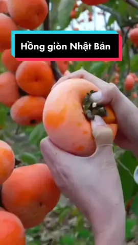 Một giống hồng mới thuộc nhóm hồng không chát, hay còn gọi là giống hồng giòn Fuyu của Nhật Bản #honggion #quảhồng #cayanqua #cayanquanhapngoai #master2022bytiktok #minhngoccaydocla 