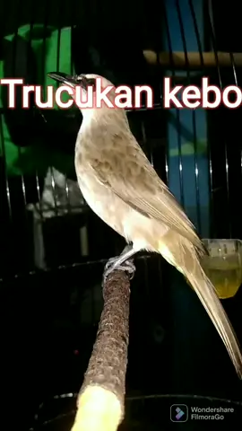 trucukan kebo nguplik jos