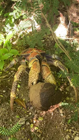 How cool is this giant coconut crab we saw while filming this year! Here he is defending is coconut, would you hang with this guy?! #fyp #christmasisland #thewild #fy #fyp 