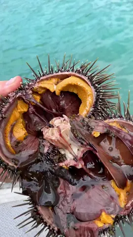 Who’s excited to go diving this summer!? #diving #kina #kaimoana #strangerthings #diving #swaki #durain #hedgehog #seaurchin #uni #venom #repost #newzealand #nz 