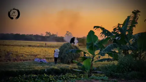 Chợt nhận ra cuộc sống hiện tại bây giờ: “Tránh xa khỏi cuộc sống phố thị xô bồ, trở về quê hương yên bình. Là niềm ước mơ của nhiều người”. Và thế đấy! Lại một mùa thu hoạch bội thu nữa đến trên thôn quê yên bình… #st #nguyệnngườian #thángnămtĩnhlặngkiếpnàybìnhyên #bướcchậmlạigiữathếgianvộivã #sốngchậm_annhiên #quêhươngtôi 