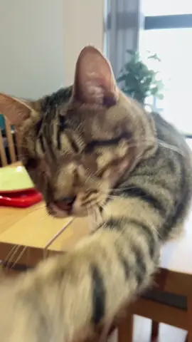 Do you love me? 🐈 #blindcat #meow 