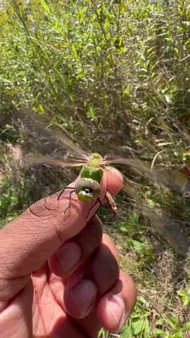 Caught this beautiful Common Green Darner Dragonfly! 😃 #dragonfly #dragon #insects #bug #animals #pets #pet #fyp #fypシ #foryoupage 