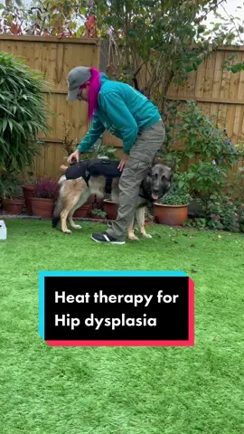 Quick tutorial video on how we put on the heat therapy braces. . #hipdysplasia #germanshepherd #tutorial #DogTraining #heattherapy #gsd #dogs #sportdog #rewardyourdog 