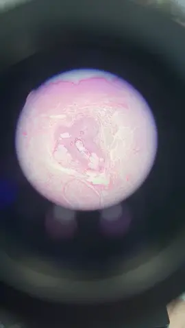 #tejidoepitelial #epitelio #microscopio #laboratorio #histologia 