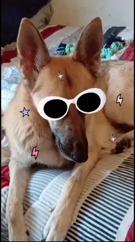 Can I get an FU? 😎🐾 #fyp #foryoupage #germanshepherdsoftiktok #dogsoftiktok 