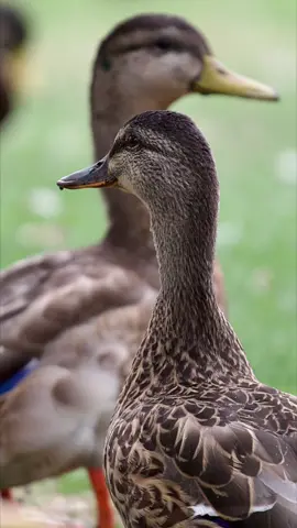 What’s quackalackin’ this fine Thursday morning?   #wildlifephotography #wildlife #nature #quackheads  #naturephotography #photography #animals #ducks #duckphotography  #canon #wild #animal #naturelovers 