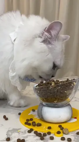😍😍Cat Mukbang ASMRA mouthful of foodDried meat mixed with dry food #cat #mukbang #foodtopper #catlover #cateat #cateating #catfood #foryou