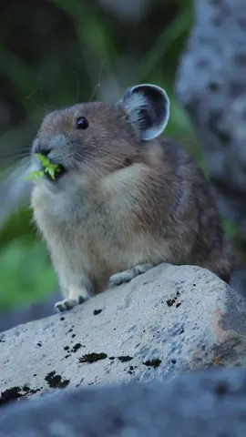 The #Americanpika can be seen and often heard while hiking above the tree lines of western #northamerica Related to #rabbits and hares these tiny #mammals are #diurnal and often cache food, foraging up to 100 times a day to store away enough for the long winters of the high #mountains #wildlife #cuteanimals #pika #2toexplore #pacificnorthwest #washington #wildlifephotography #wildlifephotographer #canon #canon500mm #cuteanimalsoftiktok #montane #ecosystem @canonusa @natgeo @bbcearth @animalplanet 
