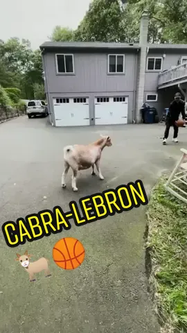 Jugando con mi amiga 🐐🏀 #jugandoconmiamiga🐐🏀 #jugandoconmiamiga #jugando #playing #playingwithmyfriend #cabra #goat #cabrajugando #cabrajugandobaloncesto #baloncesto #basketball #basket 