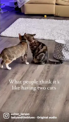 What its really like having two cats #catsoftiktok #cats #whatitsreallylike 
