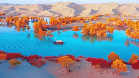 Enjoy the autumn scenery of desert poplar (populus euphratica) forest along the Tarim River in Xinjiang. #BeautifulChina