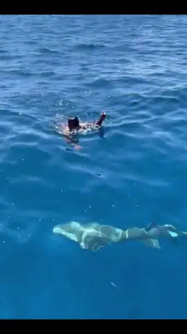 Bird rescue. #shark#sharks#sharke#shark?#sea#ocean#fish#marinelife#foryoupage#fyp#foryou