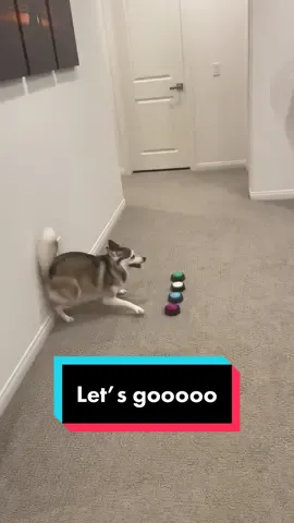 We all could use half of her energy 😂😂😂 #queenofzoomies #doglover #dogs #happydog #letsgoooooooooo  