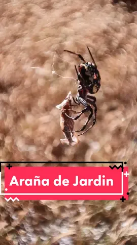 Araña Manchada de Jardín (Neoscona oaxacensis) #artropodos #sonora #senderismo #aracnologia #arañas #