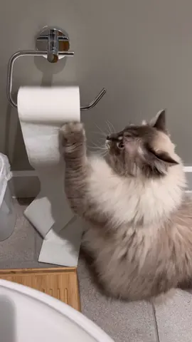 Replying to @chloeee..16 he’s too busy causing more mayhem in the bathroom #siberiancat #fyp #foryou #cat 