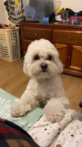 #parati #fyp #foryou #perrostiktokers #puppie #bichonmaltese #peludo #perrostiktokers #karen #humana #pollito #salir 