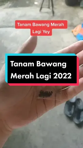 akhirnya tanam bawang merah setelah setahun #VoiceEffects #kebun #bawang #bawangmerah #tanaman 