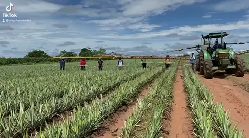 Cultivo de piña #agronomia #campo_colombiano #agricultores #cosecha #piña @arlyshernandez Gracias por compartir el video ING