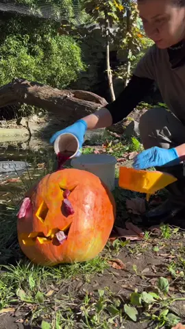 BOO AT THE ZOO 🎃🐅 #fyp #halloween 