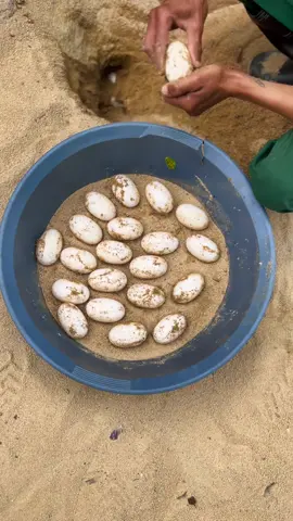 It’s 🐊 egg-laying season at La Vanille Nature Park.😍  Did you know?  Mating is done in the water in winter. Nile crocodiles bury their eggs in a hole in the sand several meters from the edge of the water and keep the nest for three months until the eggs hatch.  Here at #lavanillenaturepark in order to have better control, we collect and place the eggs in an incubator.   The determination of sex: It is the temperature of incubation that will determine the sex of crocodiles: -Between 26 and 30 ° C, produces a majority of females.😱 -Between 30 and 33 ° C, produces a majority of males.😱  #ThePlaceToBe #Mauritius #crocodile #eggcollecting #animalsoftiktok #fyp #fypシ #trend #nilecrocodile #reptile #reptiles #animallover #mauritiustiktok #naturepark #natureparkmauritius #mauritiusexplored😍 #reptilelover #reptiletiktok #animalstok #foryou 