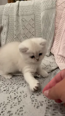 Cute tiny kitten attacking human! #kittenattacks 