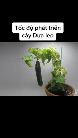 Cùng đón xem dưa leo được mọc lên ntn nhé👇 #dualeo🥒 #phattrien #xuhuong #tiktok #Master2022byTikTok 